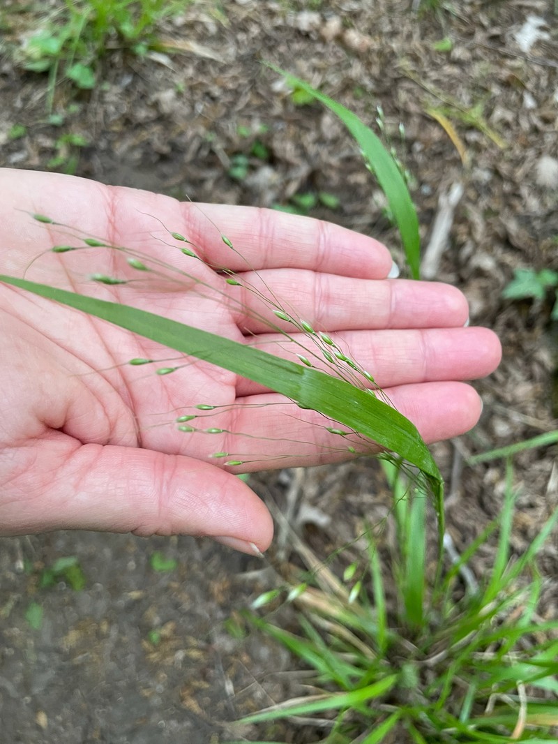 Achnatherum virescens photo 8