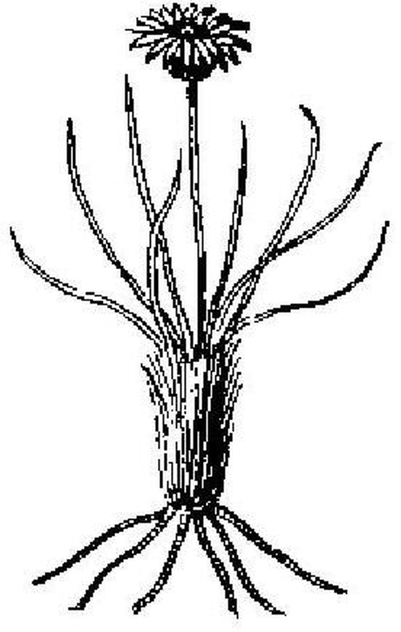 Achnophora tatei