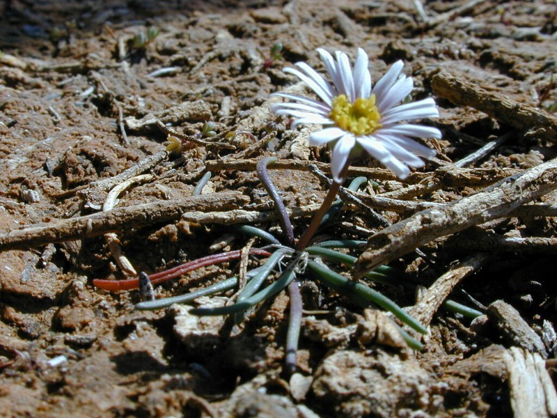 Achnophora tatei photo 4