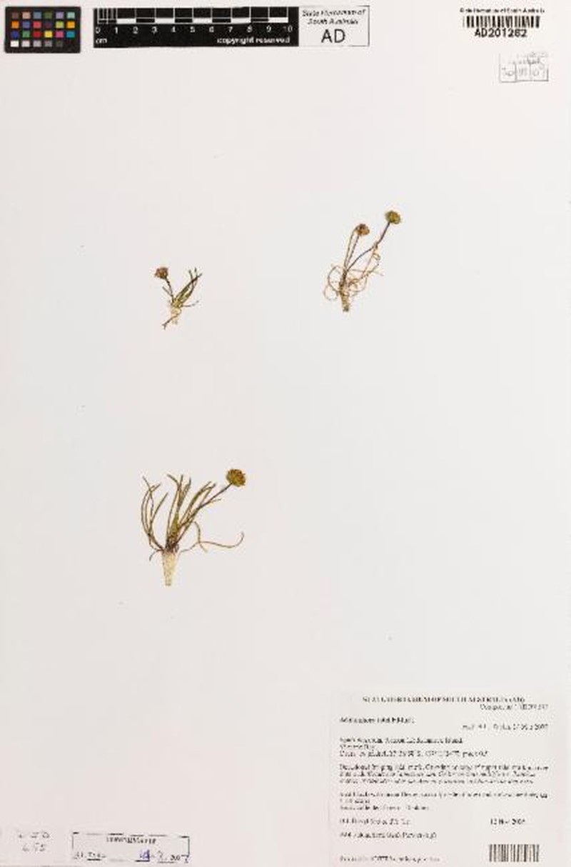 Achnophora tatei photo 2