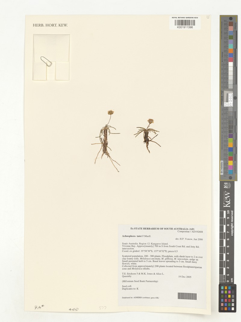 Achnophora tatei photo 3