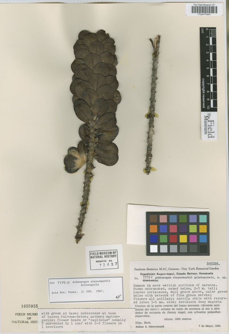 Achnopogon steyermarkii