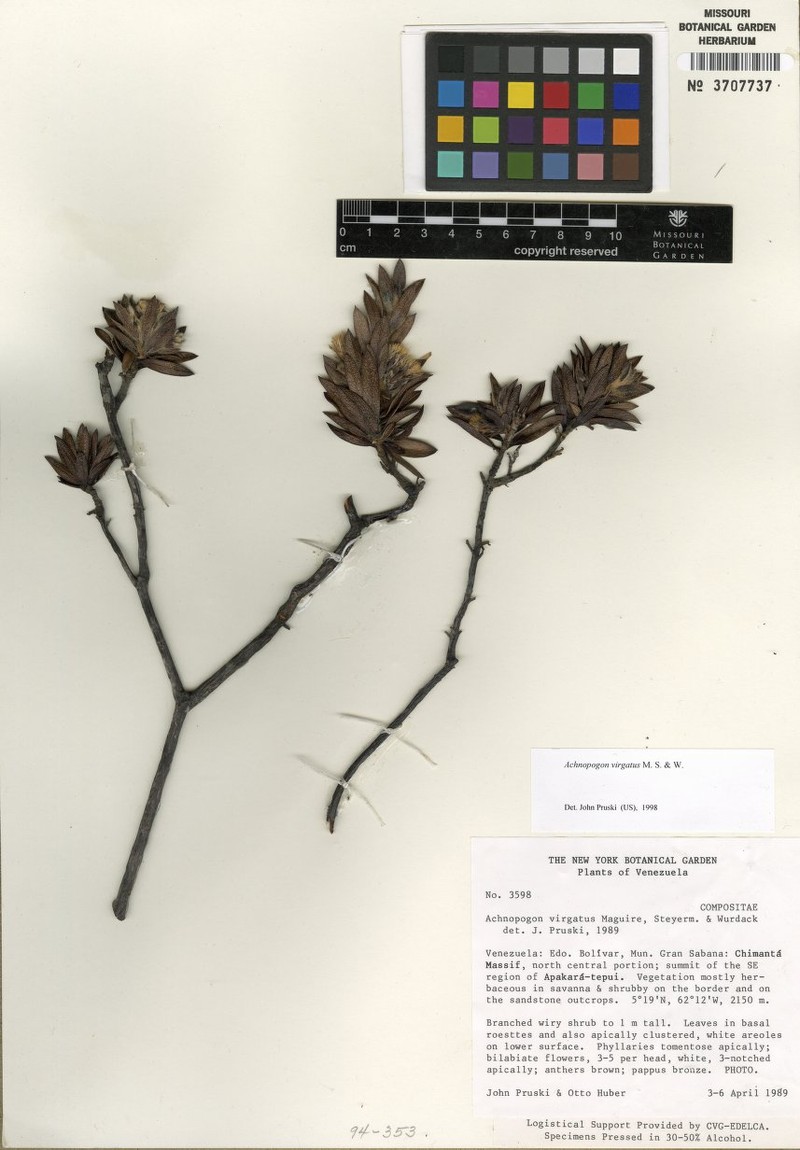 Achnopogon virgatus