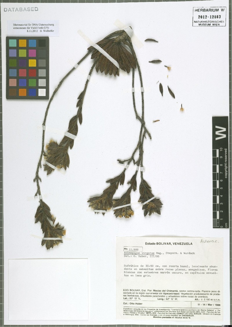 Achnopogon virgatus photo 2
