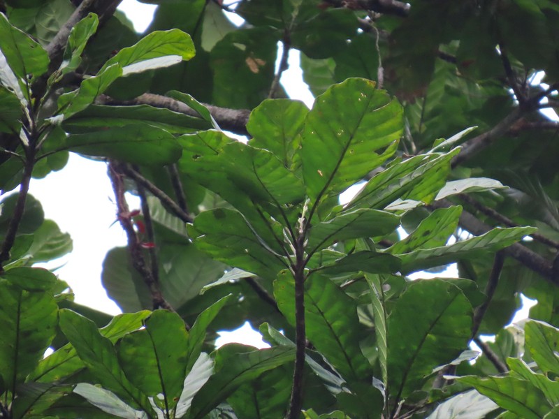 Achrouteria durifructa