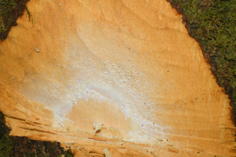 Achrouteria durifructa photo 2