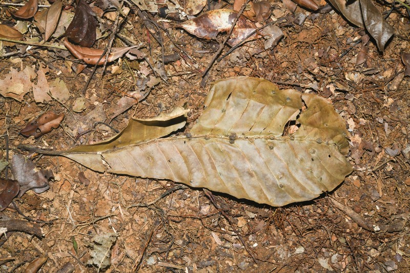 Achrouteria durifructa photo 4