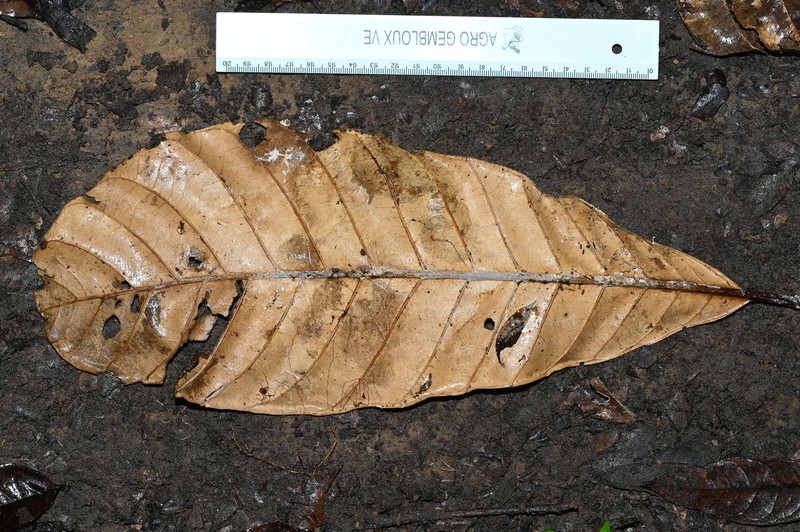 Achrouteria durifructa photo 5
