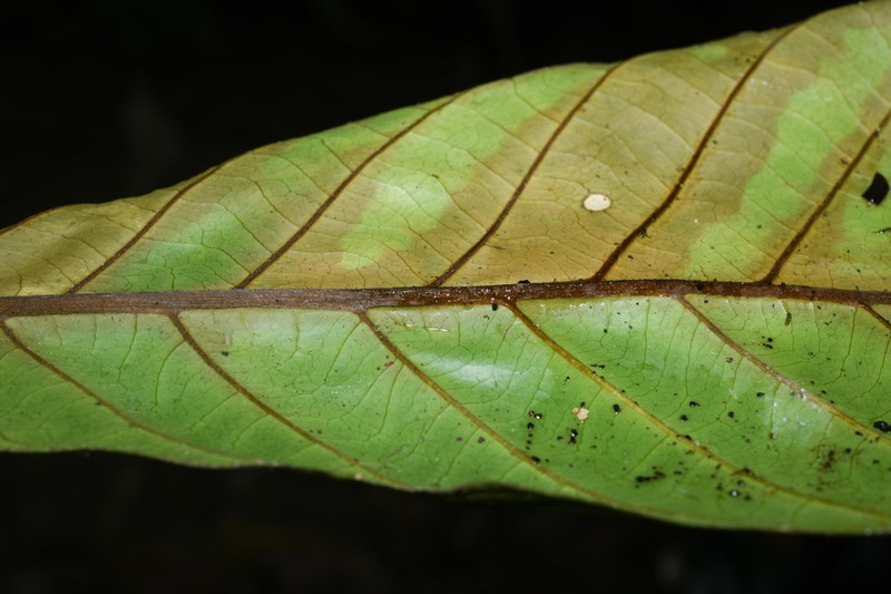 Achrouteria durifructa photo 6