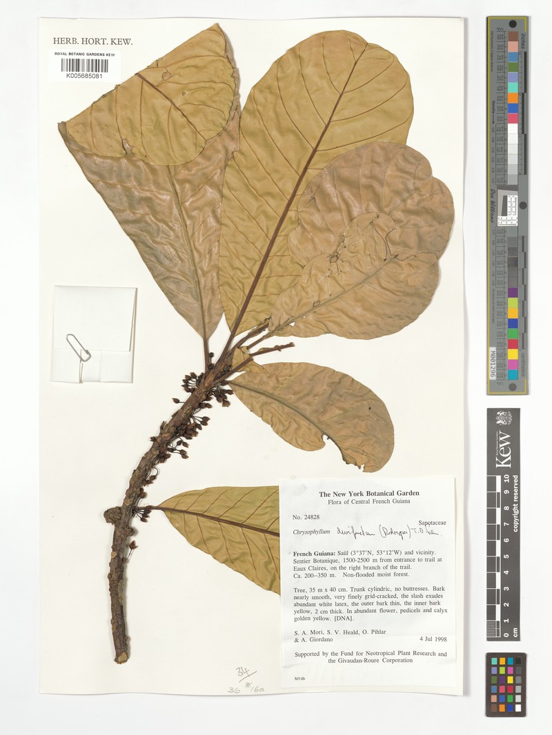 Achrouteria durifructa photo 7