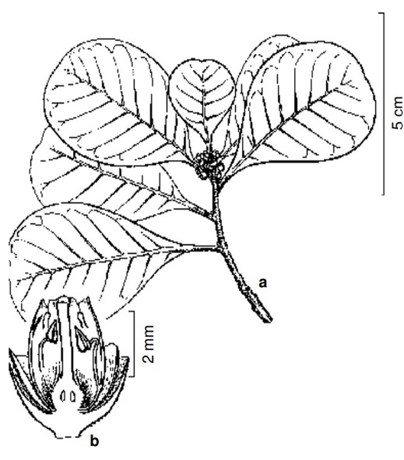 Achrouteria pomifera