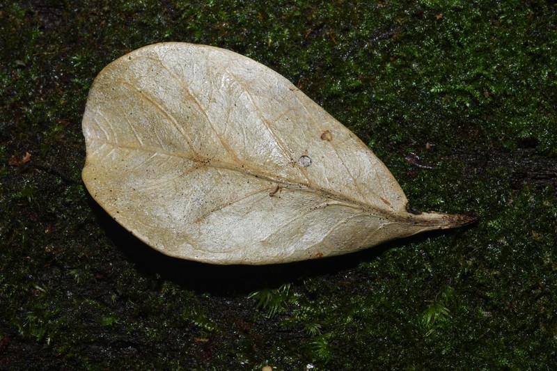 Achrouteria pomifera photo 2