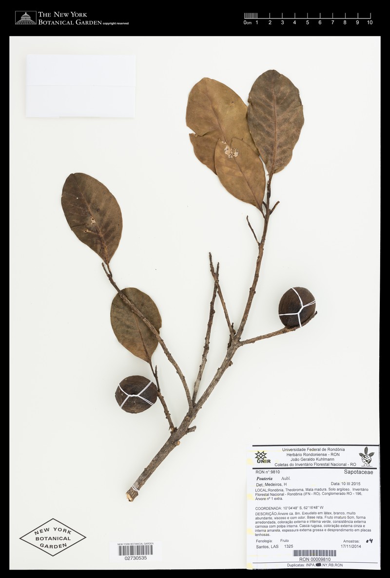 Achrouteria pomifera photo 3
