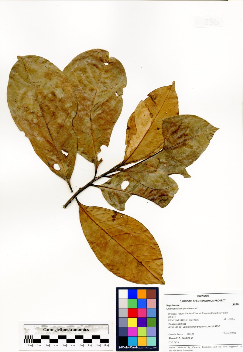 Achrouteria pomifera photo 4