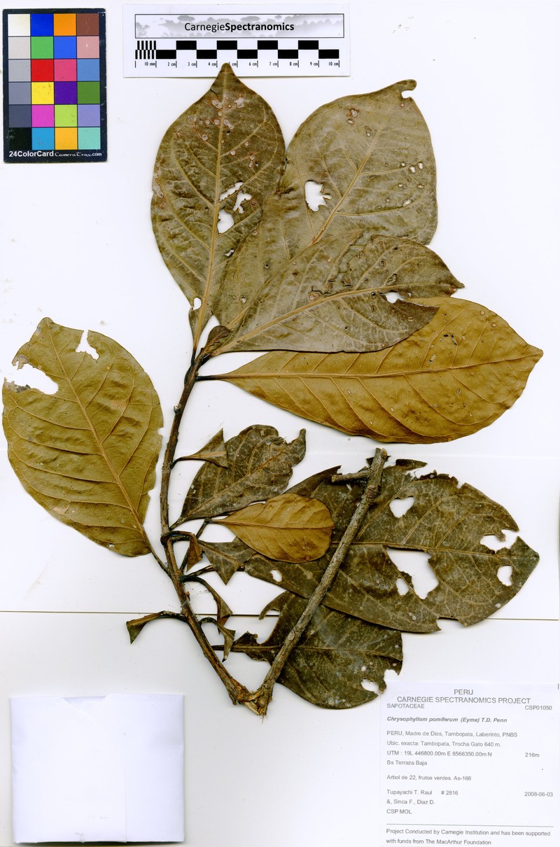 Achrouteria pomifera photo 5