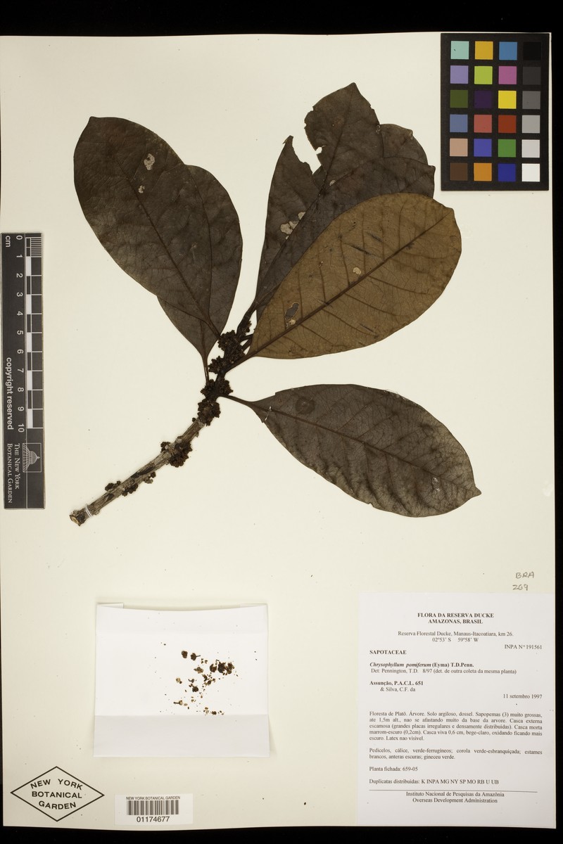 Achrouteria pomifera photo 6