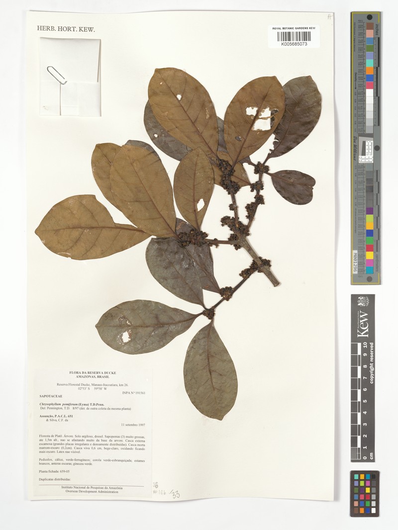 Achrouteria pomifera photo 7