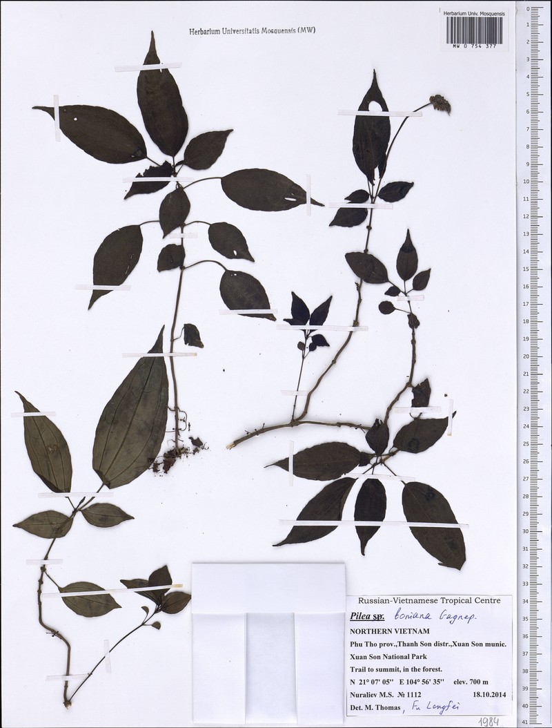 Achudemia boniana photo 2