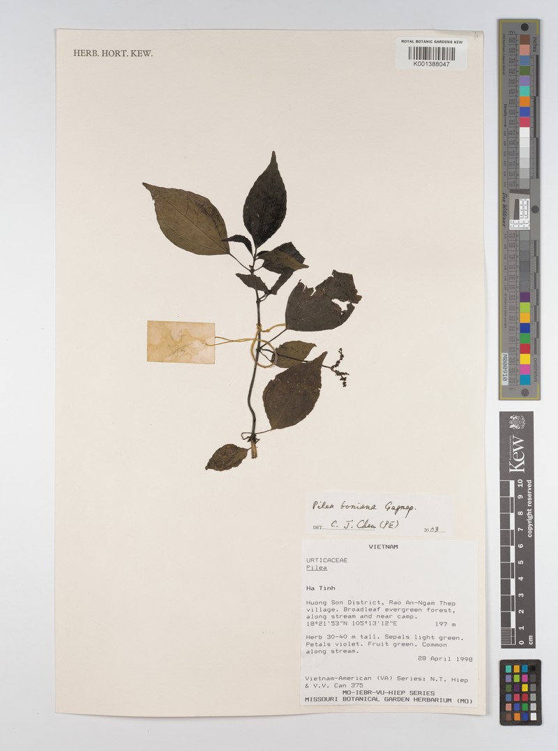 Achudemia boniana