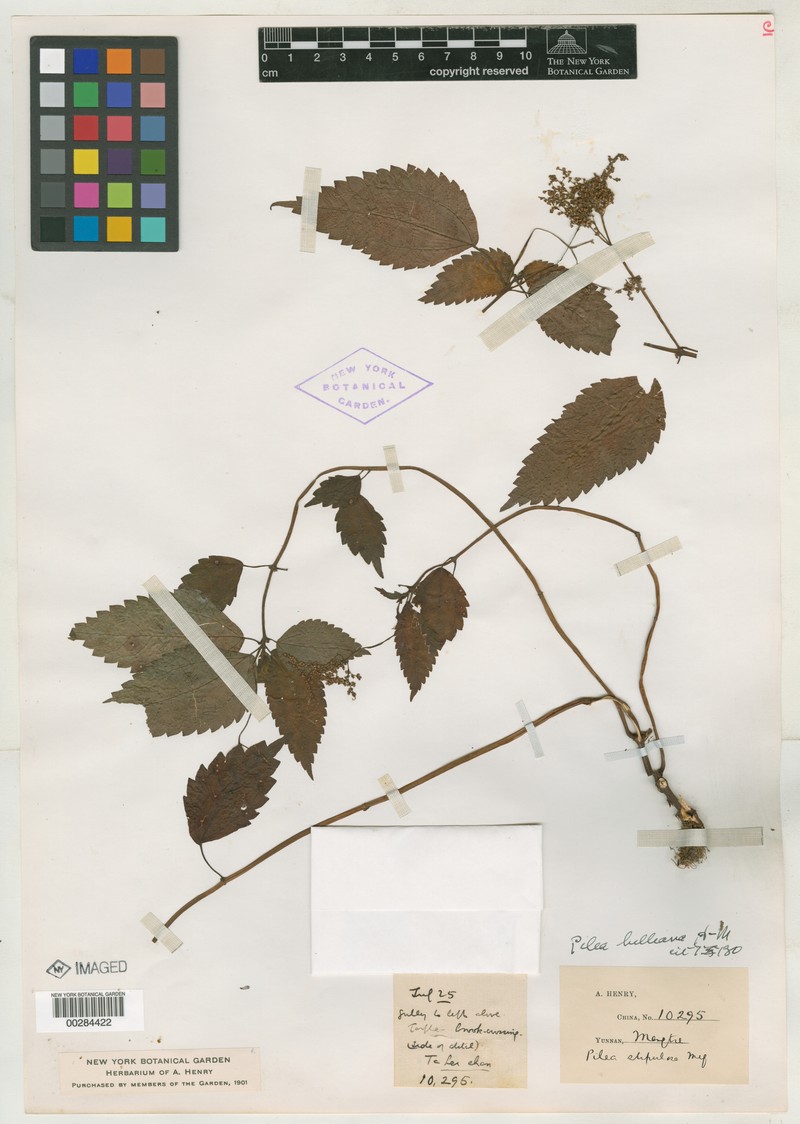 Achudemia hilliana