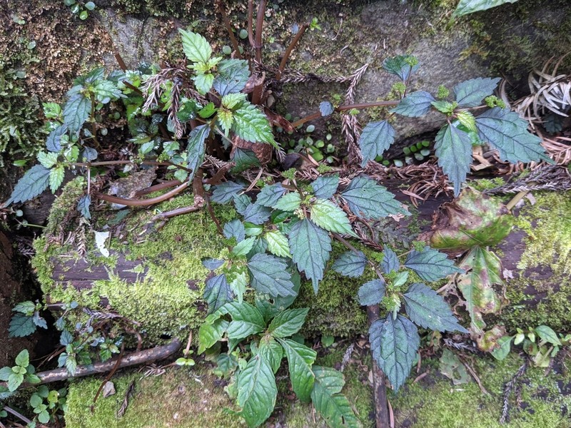 Achudemia japonica