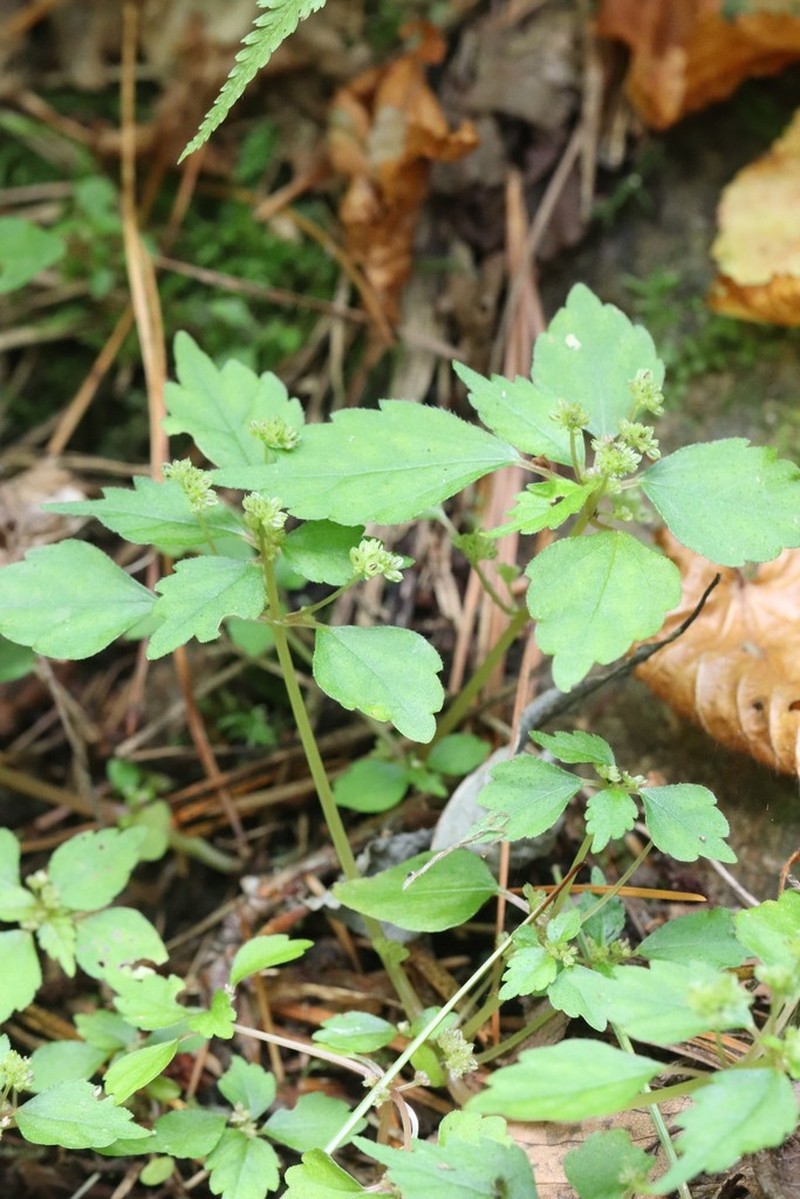 Achudemia japonica photo 2