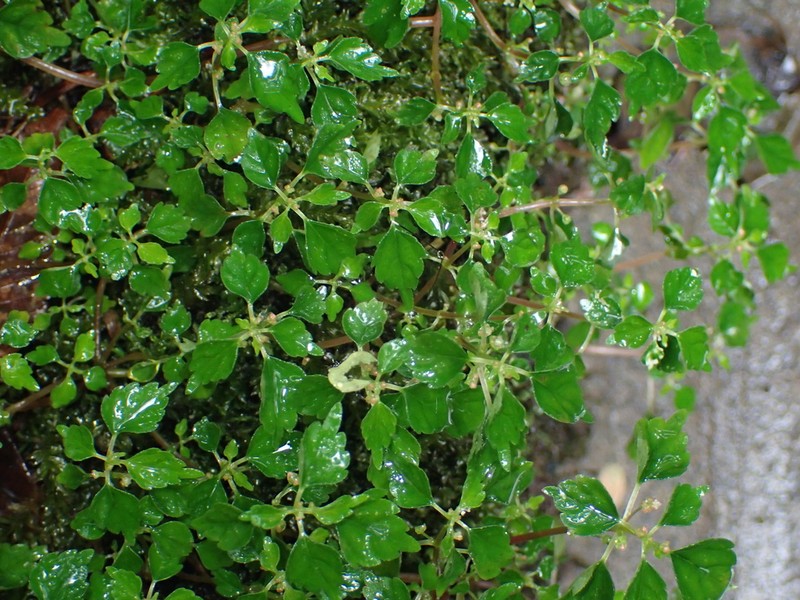 Achudemia japonica photo 3