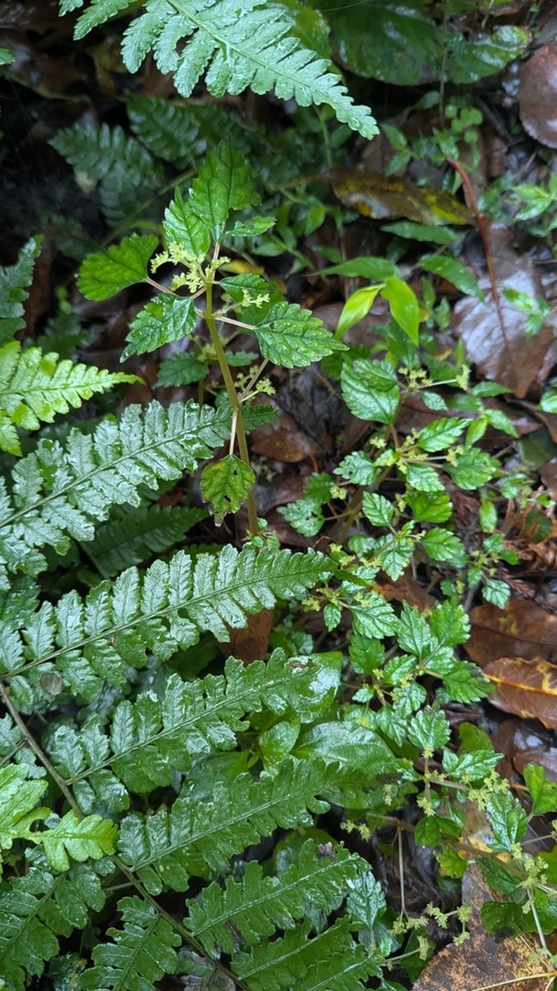Achudemia japonica photo 4