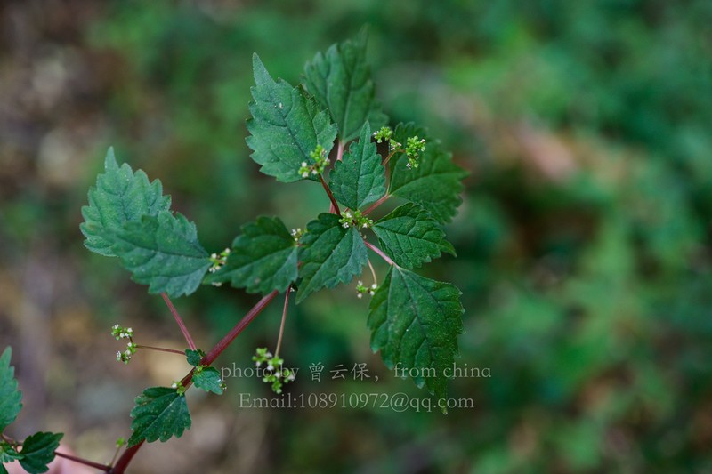 Achudemia japonica photo 5