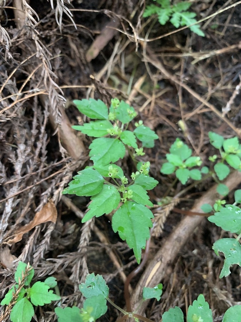 Achudemia japonica photo 6