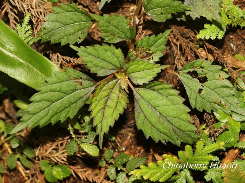 Achudemia japonica photo 7
