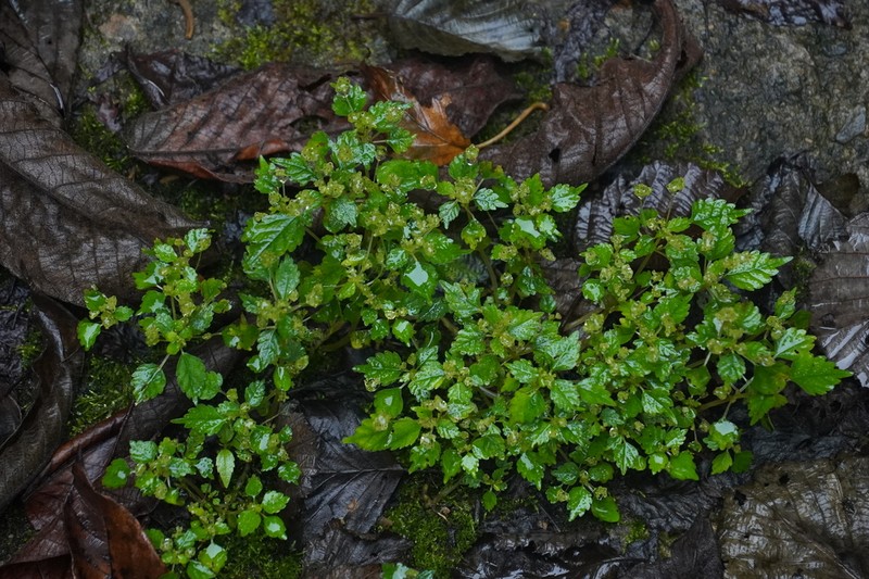 Achudemia japonica photo 8