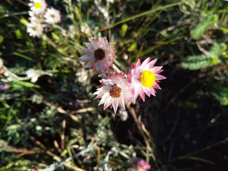 Achyranthemum affine