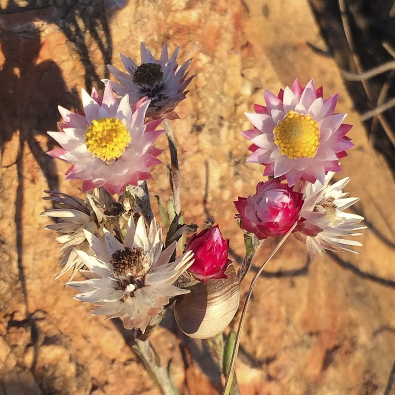 Achyranthemum affine photo 2