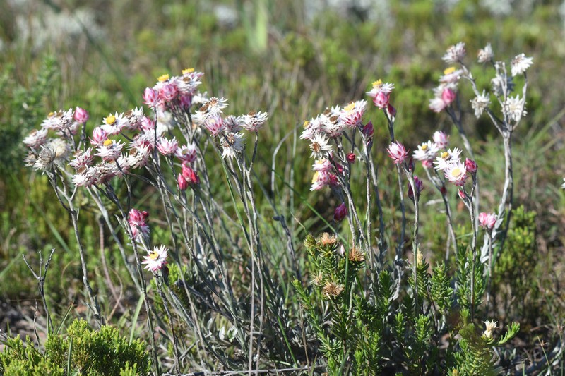 Achyranthemum affine photo 3