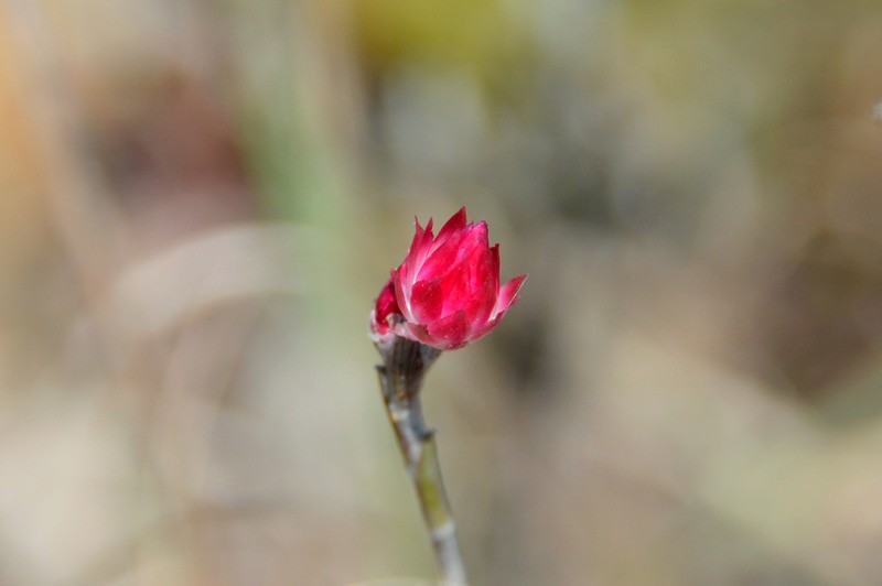 Achyranthemum affine photo 4