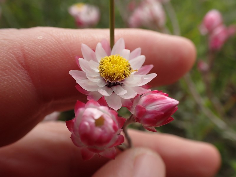 Achyranthemum affine photo 5
