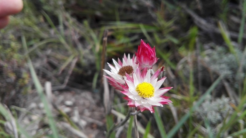 Achyranthemum affine photo 6