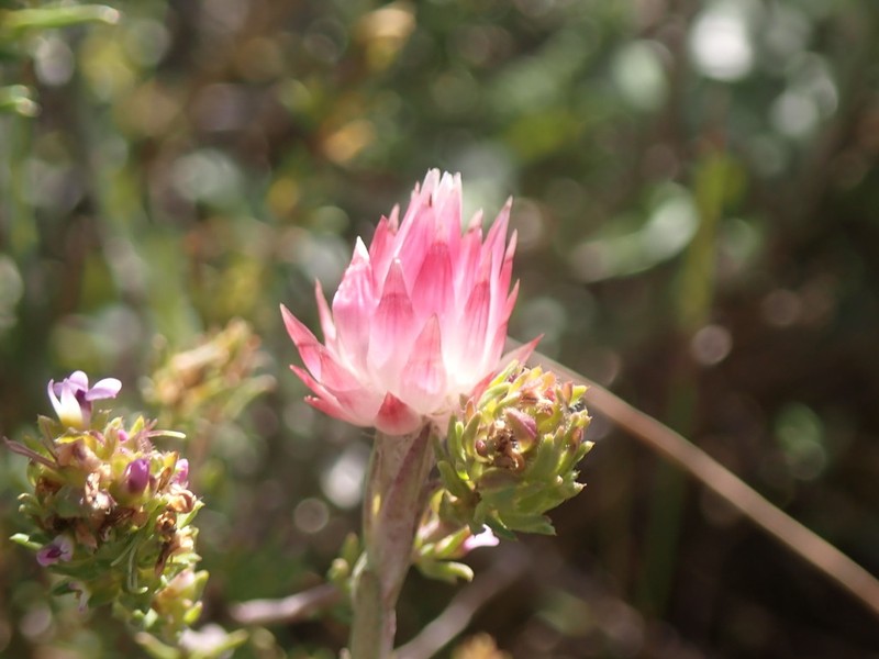 Achyranthemum affine photo 7