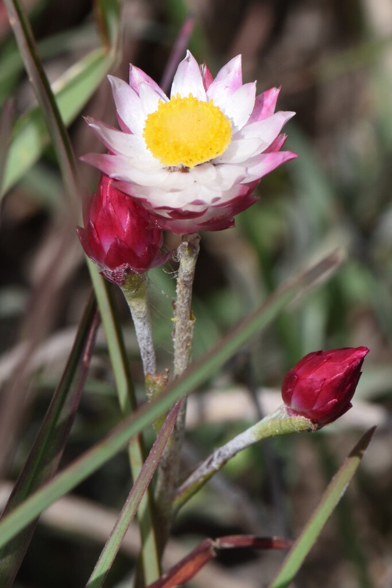 Achyranthemum affine photo 8