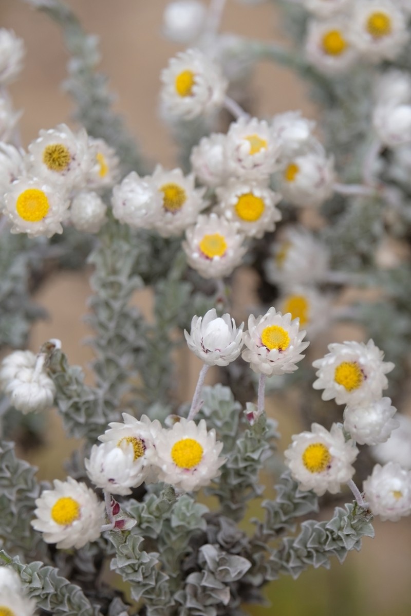 Achyranthemum argenteum