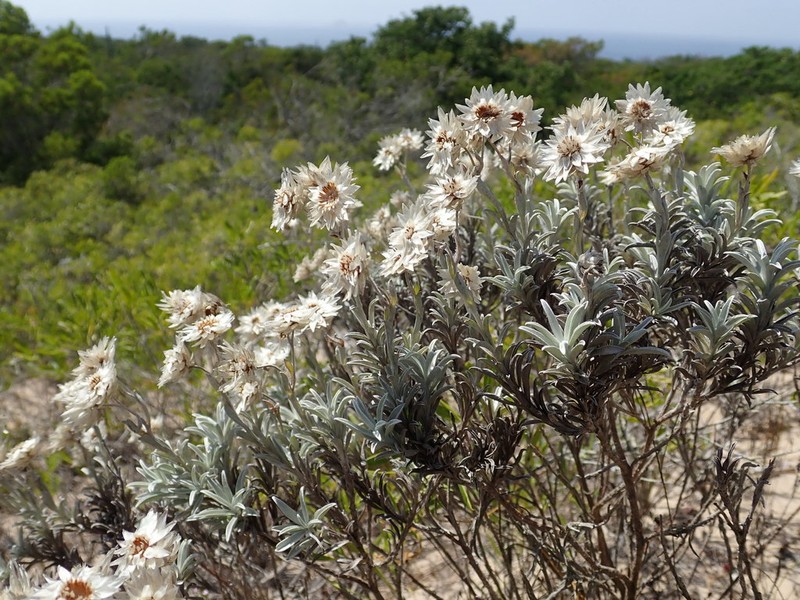 Achyranthemum argenteum photo 2