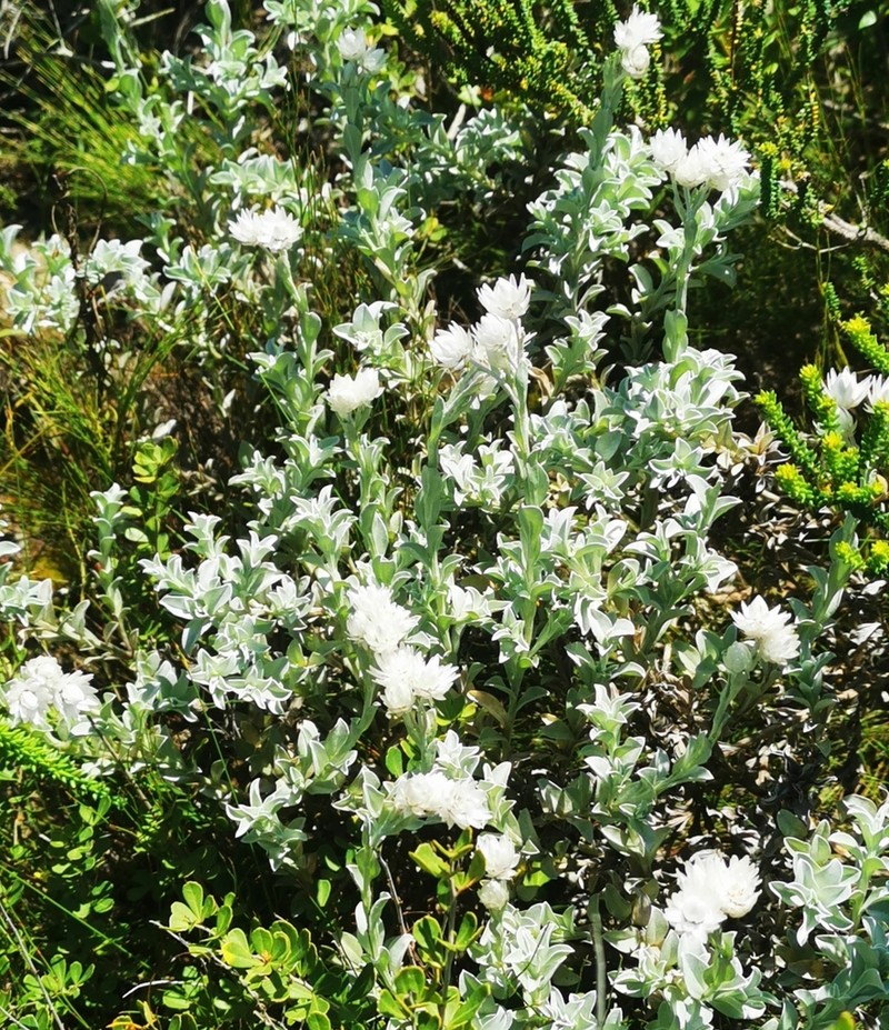 Achyranthemum argenteum photo 3