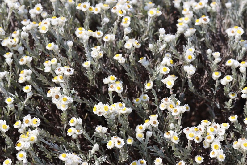 Achyranthemum argenteum photo 4