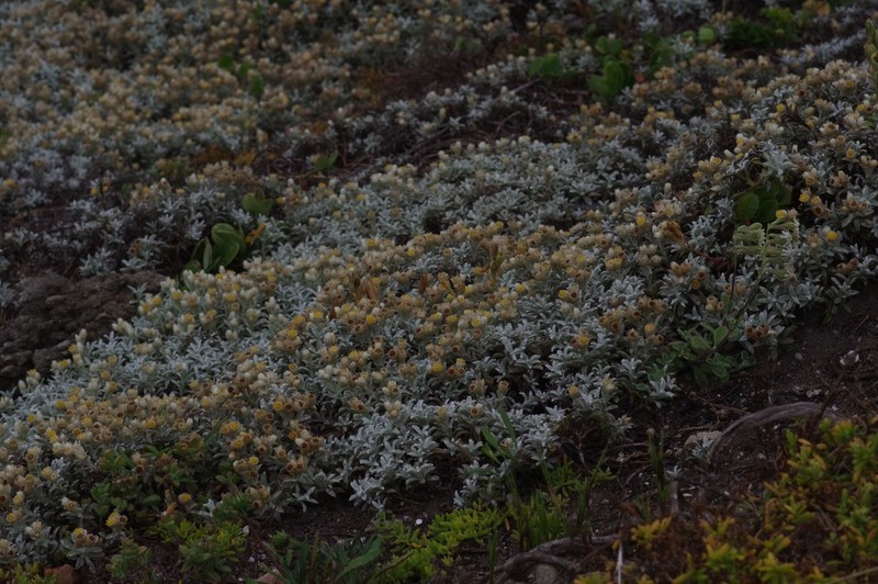 Achyranthemum argenteum photo 5
