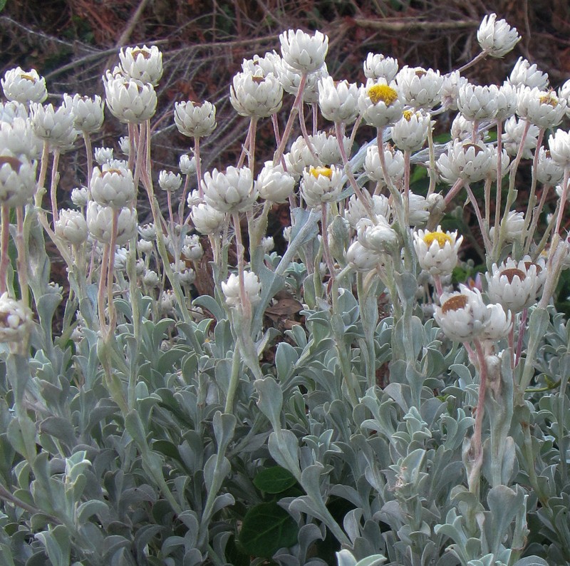 Achyranthemum argenteum photo 6