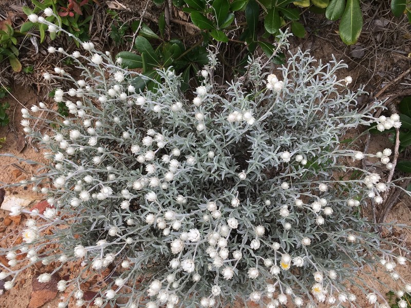 Achyranthemum argenteum photo 7