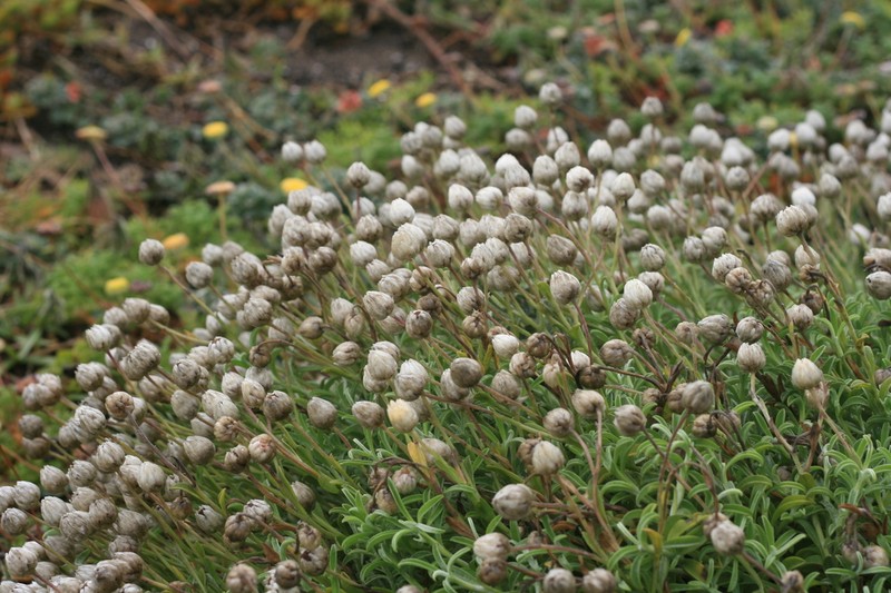 Achyranthemum argenteum photo 8