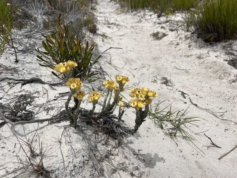 Achyranthemum mucronatum