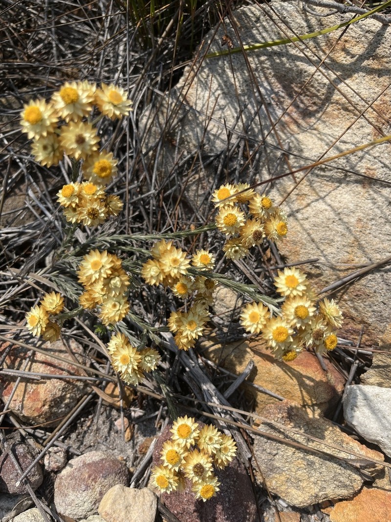 Achyranthemum mucronatum photo 2